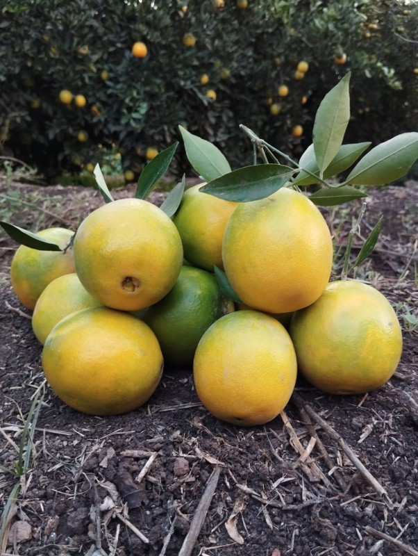 Navel Orange from Egypt